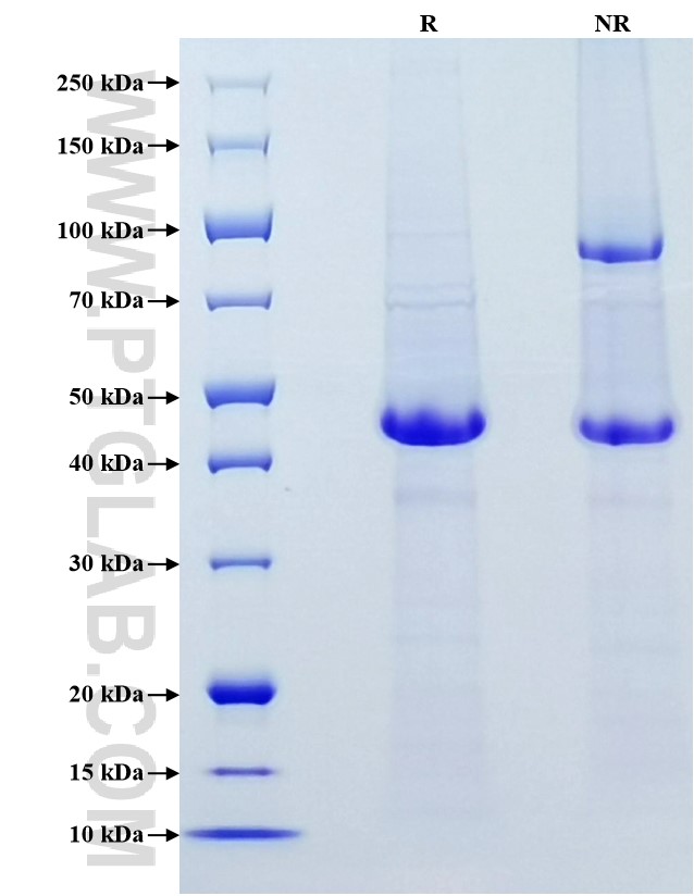 Purity of Recombinant Human Syndecan-1 was determined by SDS-PAGE. The protein was resolved in an SDS-PAGE in reducing (R) and non-reducing (NR) conditions and stained using Coomassie blue.