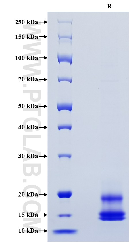 Purity of Recombinant Human CXCL8/IL8 was determined by SDS-PAGE. The protein was resolved in an SDS-PAGE in reducing (R) conditions and stained using Coomassie blue.