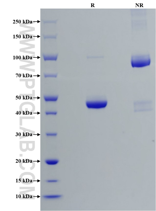 Purity of Recombinant Human BAFF was determined by SDS-PAGE. The protein was resolved in an SDS-PAGE in reducing (R) and non-reducing (NR) conditions and stained using Coomassie blue.