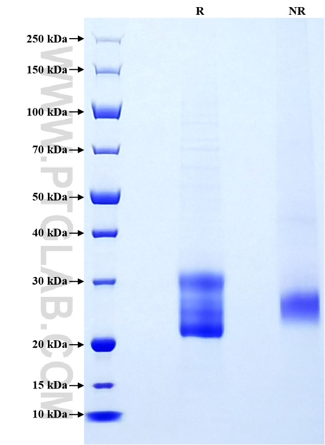 Purity of Recombinant Human VEGFD was determined by SDS-PAGE. The protein was resolved in an SDS-PAGE in reducing (R) and non-reducing (NR) conditions and stained using Coomassie blue.