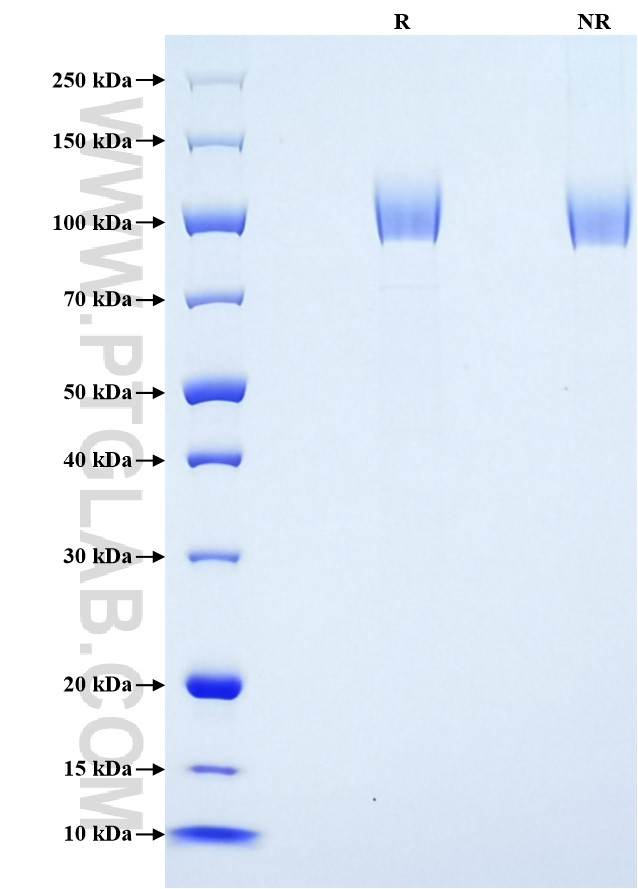Purity of Recombinant Human CSPG4 was determined by SDS-PAGE. The protein was resolved in an SDS-PAGE in reducing (R) and non-reducing (NR) conditions and stained using Coomassie blue.