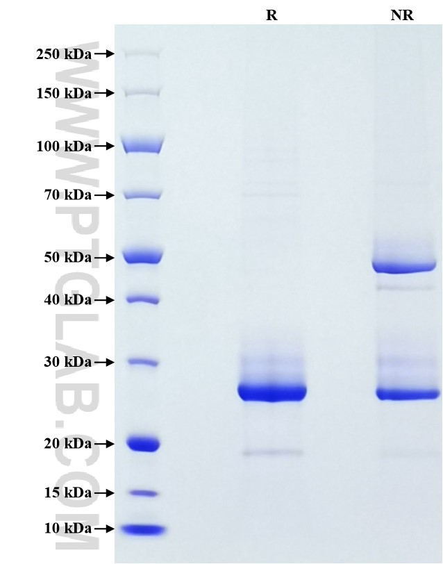 Purity of Recombinant Mouse FGF-21 was determined by SDS-PAGE. The protein was resolved in an SDS-PAGE in reducing (R) and non-reducing (NR) conditions and stained using Coomassie blue.