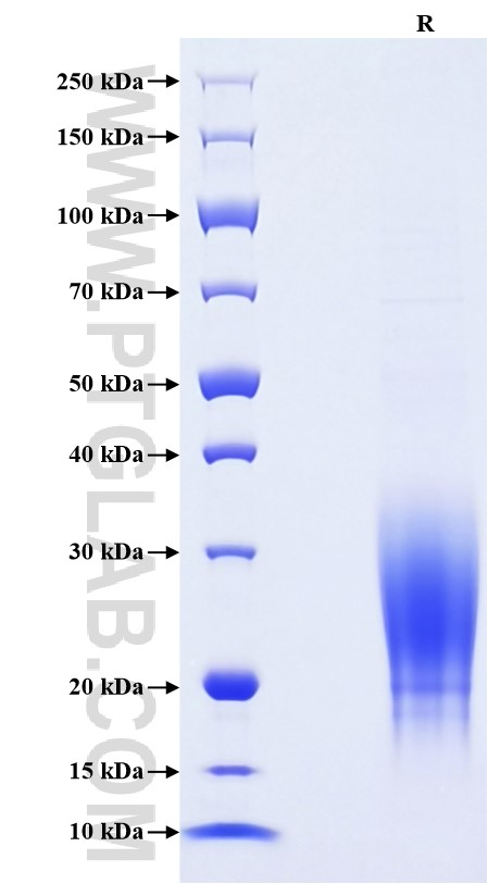 Purity of Recombinant Mouse IL-13 was determined by SDS-PAGE. The protein was resolved in an SDS-PAGE in reducing (R) conditions and stained using Coomassie blue.