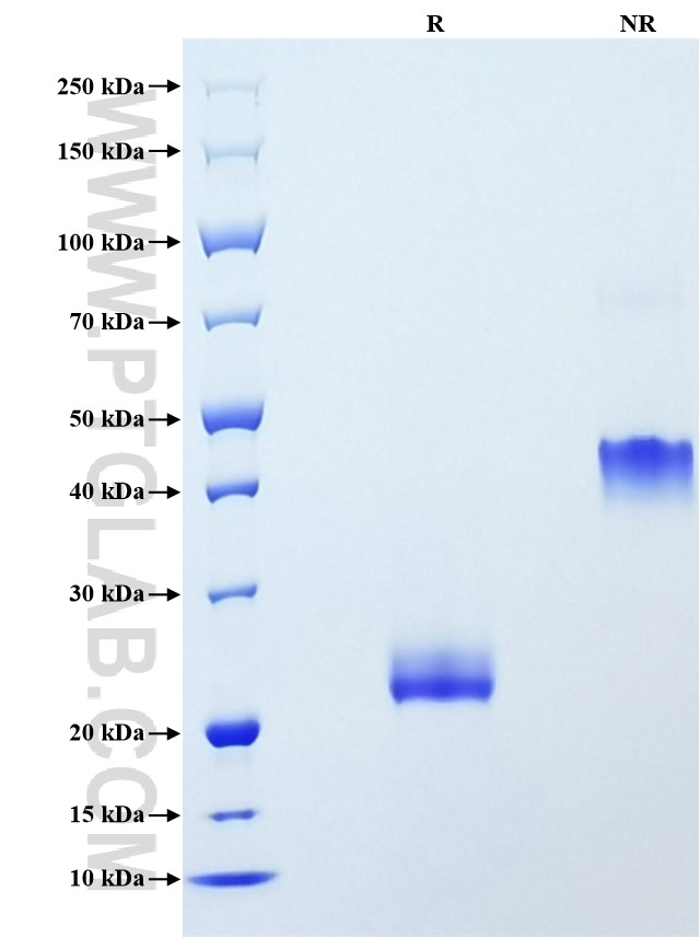Purity of Recombinant Mouse VEGFA was determined by SDS-PAGE. The protein was resolved in an SDS-PAGE in reducing (R) and non-reducing (NR) conditions and stained using Coomassie blue.