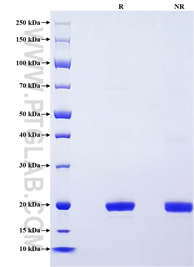 Purity of Recombinant Human IL-1 Beta was determined by SDS-PAGE. The protein was resolved in an SDS-PAGE in reducing (R) and non-reducing (NR) conditions and stained using Coomassie blue.