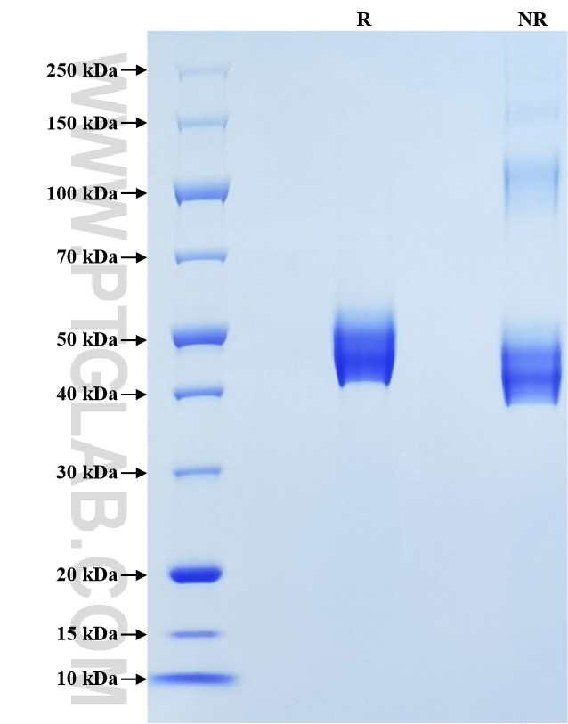 Purity of Recombinant Mouse IL-12B was determined by SDS-PAGE. The protein was resolved in an SDS-PAGE in reducing (R) and non-reducing (NR) conditions and stained using Coomassie blue.