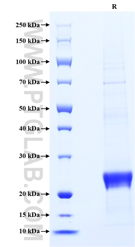 Purity of Recombinant Human IL33 was determined by SDS-PAGE. The protein was resolved in an SDS-PAGE in reducing (R) condition and stained using Coomassie blue.