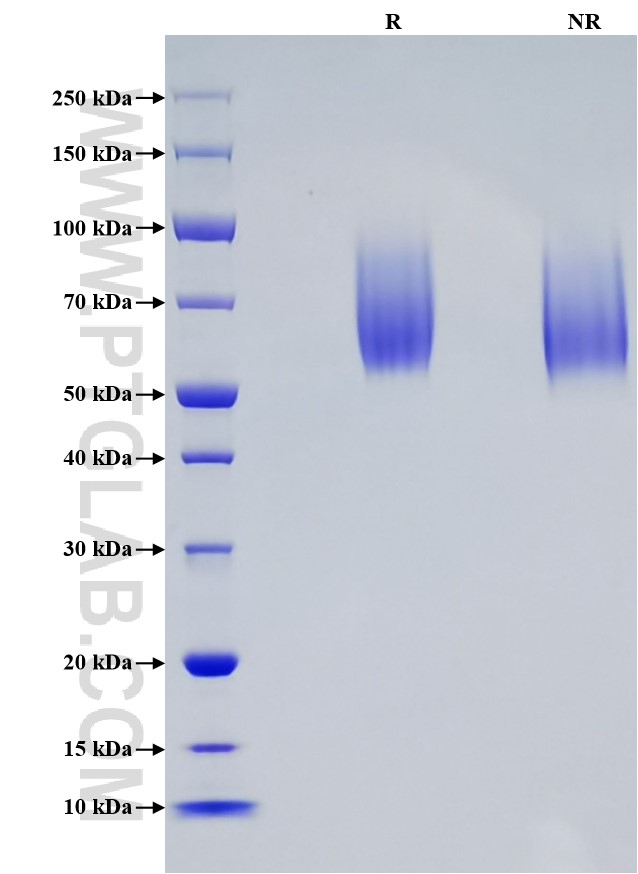Purity of Recombinant Human CEACAM-1 was determined by SDS-PAGE. The protein was resolved in an SDS-PAGE in reducing (R) and non-reducing (NR) conditions and stained using Coomassie blue.