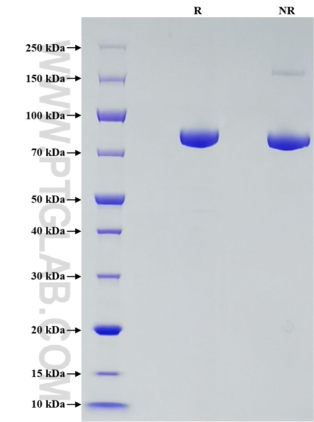 Purity of Recombinant Human Transferrin R was determined by SDS-PAGE. The protein was resolved in an SDS-PAGE in reducing (R) and non-reducing (NR) conditions and stained using Coomassie blue.