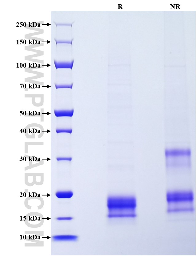 Purity of Recombinant Human CCL17 was determined by SDS-PAGE. The protein was resolved in an SDS-PAGE in reducing (R) and non-reducing (NR) conditions and stained using Coomassie blue.