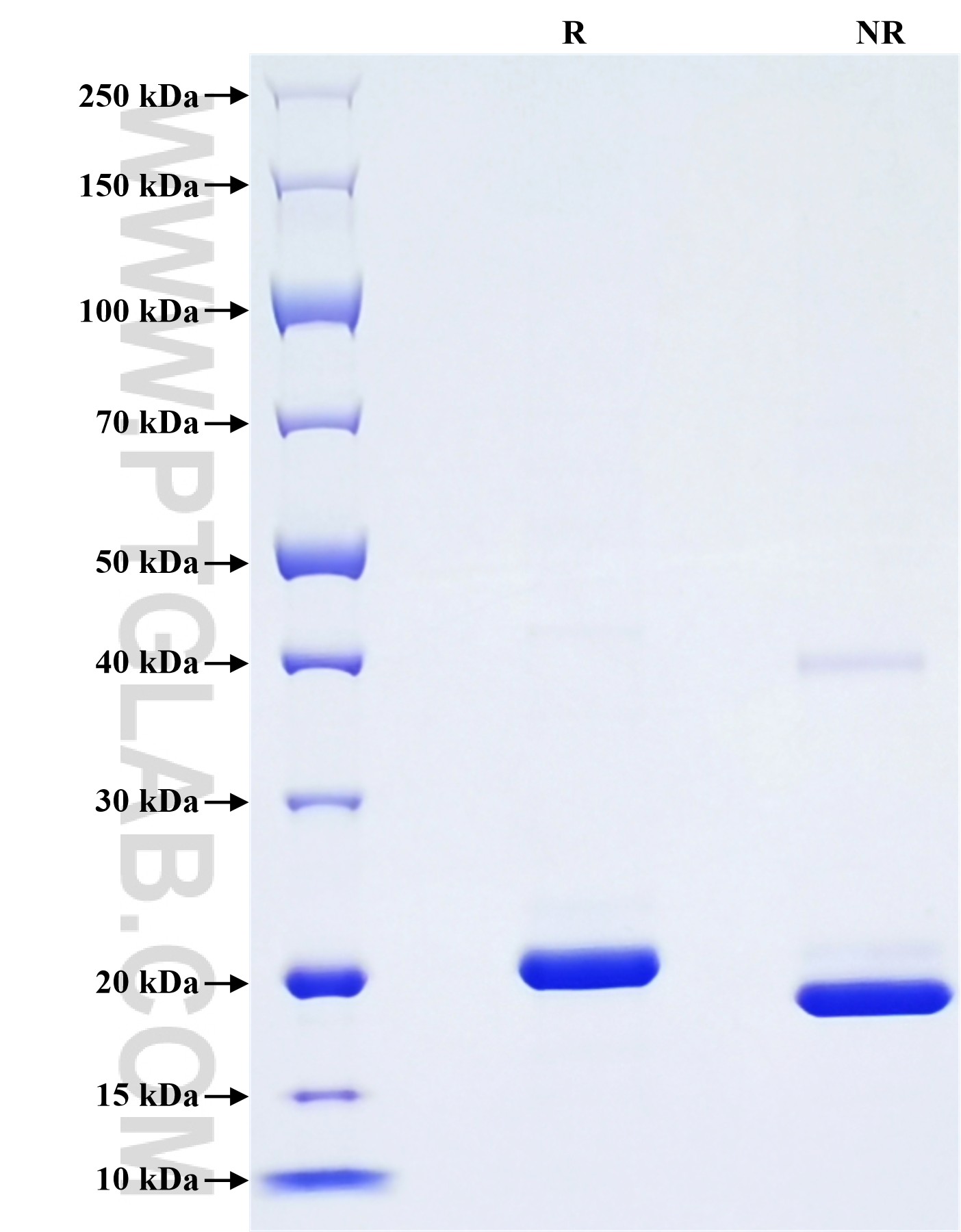 Purity of Recombinant Human Growth Hormone was determined by SDS-PAGE. The protein was resolved in an SDS-PAGE in reducing (R) and non-reducing (NR) conditions and stained using Coomassie blue. Purity of Recombinant Human Growth Hormone was determined by SDS-PAGE. The protein was resolved in an SDS-PAGE in reducing (R) and non-reducing (NR) conditions and stained using Coomassie blue.