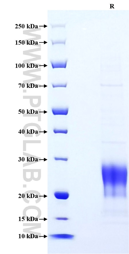 Purity of Recombinant Human CCL24 was determined by SDS-PAGE. The protein was resolved in an SDS-PAGE in reducing (R) conditions and stained using Coomassie blue.