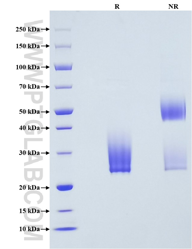 Purity of Recombinant Mouse SCF was determined by SDS-PAGE. The protein was resolved in an SDS-PAGE in reducing (R) and non-reducing (NR) conditions and stained using Coomassie blue.