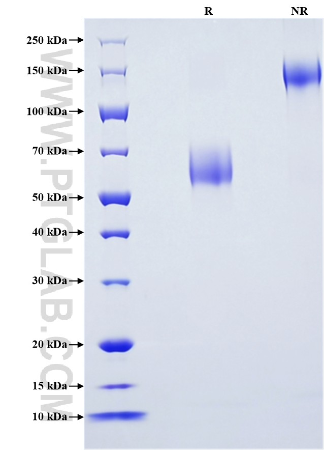 Purity of Recombinant Rat CCL2 was determined by SDS-PAGE. The protein was resolved in an SDS-PAGE in reducing (R) and non-reducing (NR) conditions and stained using Coomassie blue.