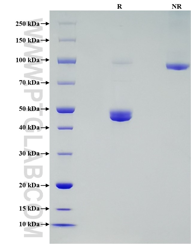 Purity of Recombinant Mouse IL-2 was determined by SDS-PAGE. The protein was resolved in an SDS-PAGE in reducing (R) and non-reducing (NR) conditions and stained using Coomassie blue.