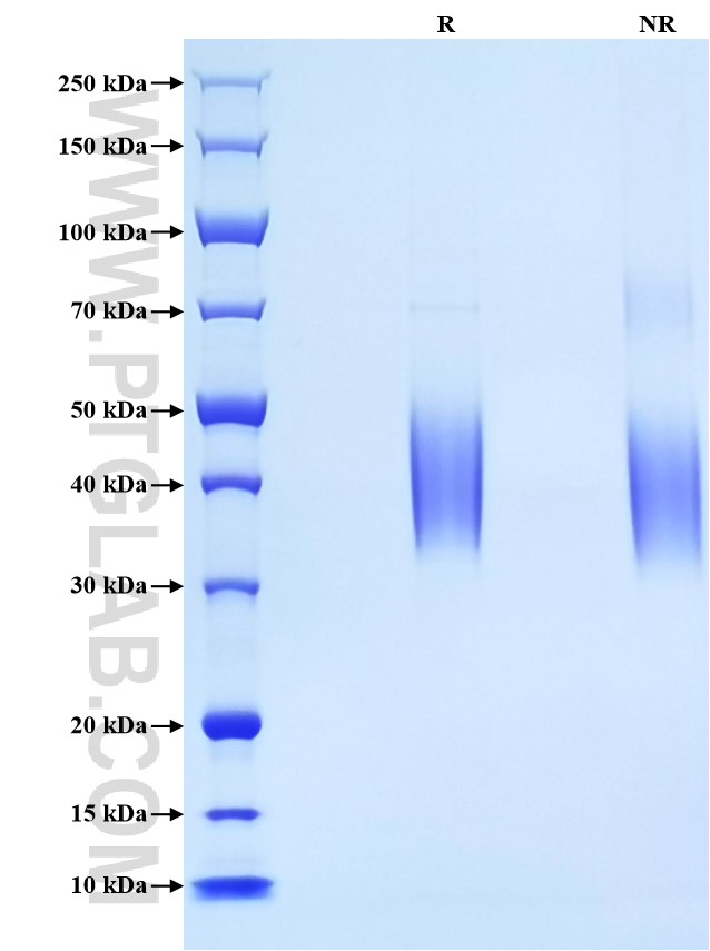 Purity of Recombinant Human PD-L2 was determined by SDS-PAGE. The protein was resolved in an SDS-PAGE in reducing (R) and non-reducing (NR) conditions and stained using Coomassie blue.