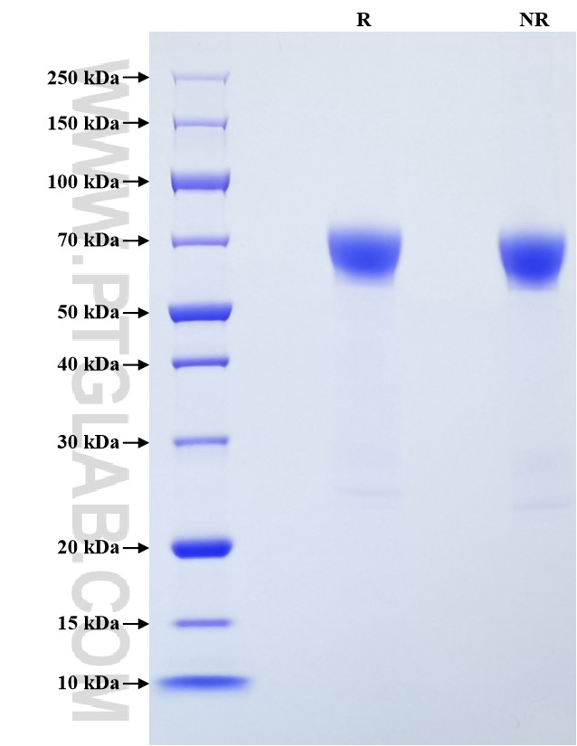Purity of Recombinant Human ICAM-1 was determined by SDS-PAGE. The protein was resolved in an SDS-PAGE in reducing (R) and non-reducing (NR) conditions and stained using Coomassie blue.