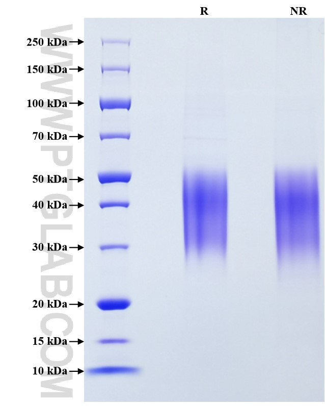 Purity of Recombinant Mouse KIM-1 was determined by SDS-PAGE. The protein was resolved in an SDS-PAGE in reducing (R) and non-reducing (NR) conditions and stained using Coomassie blue.