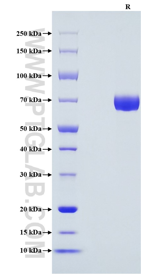 Purity of Recombinant Human IL-12 (linked heterodimer) was determined by SDS-PAGE. The protein was resolved in an SDS-PAGE in reducing (R) conditions and stained using Coomassie blue.