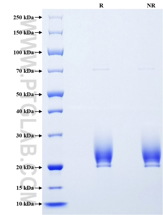 Purity of Recombinant Human PTPRS was determined by SDS-PAGE. The protein was resolved in an SDS-PAGE in reducing (R) and non-reducing (NR) conditions and stained using Coomassie blue.