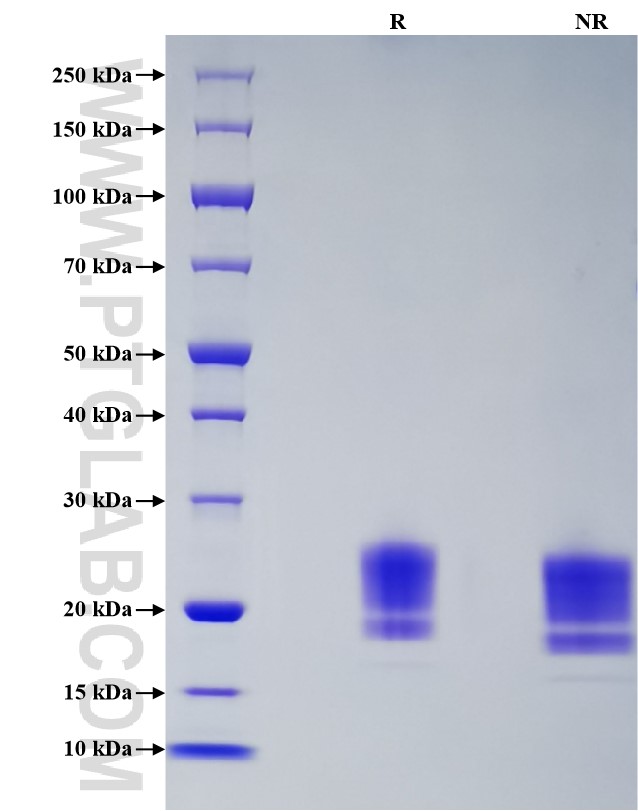 Purity of Recombinant Human OX40L was determined by SDS-PAGE. The protein was resolved in an SDS-PAGE in reducing (R) and non-reducing (NR) conditions and stained using Coomassie blue.