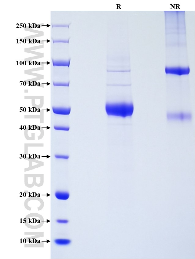 Purity of Recombinant Mouse Osteoprotegerin was determined by SDS-PAGE. The protein was resolved in an SDS-PAGE in reducing (R) and non-reducing (NR) conditions and stained using Coomassie blue.