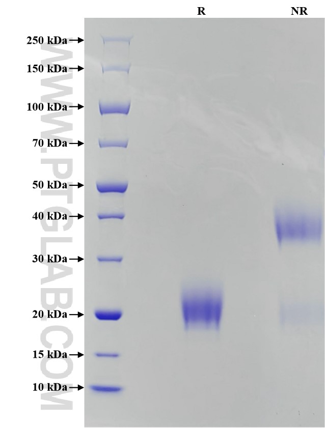 Purity of Recombinant Mouse CTLA-4 was determined by SDS-PAGE. The protein was resolved in an SDS-PAGE in reducing (R) and non-reducing (NR) conditions and stained using Coomassie blue.