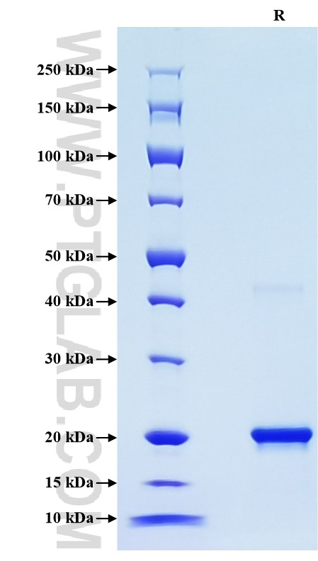 Purity of Recombinant Mouse SHH was determined by SDS-PAGE. The protein was resolved in an SDS-PAGE in reducing (R) condition and stained using Coomassie blue.