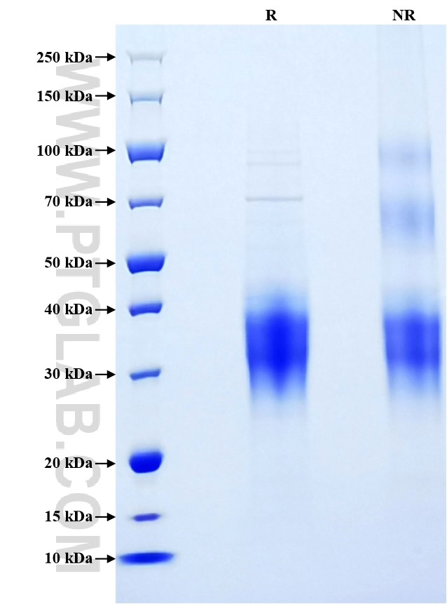 Purity of Recombinant Mouse CD30 Ligand was determined by SDS-PAGE. The protein was resolved in an SDS-PAGE in reducing (R) and non-reducing (NR) conditions and stained using Coomassie blue.