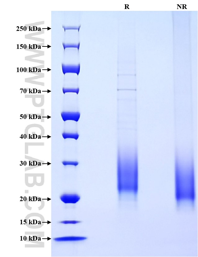 Purity of Recombinant Mouse IL-3 was determined by SDS-PAGE. The protein was resolved in an SDS-PAGE in reducing (R) and non-reducing (NR) conditions and stained using Coomassie blue.