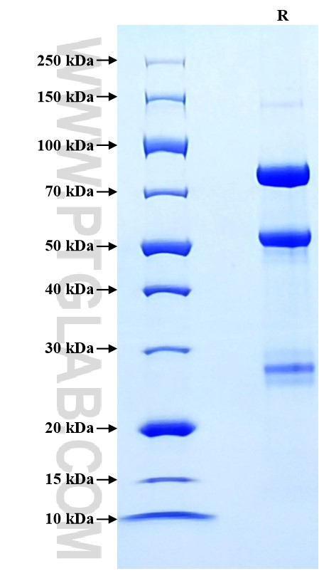 Purity of Recombinant Mouse Hgf was determined by SDS-PAGE. The protein was resolved in an SDS-PAGE in reducing (R) conditions and stained using Coomassie blue.