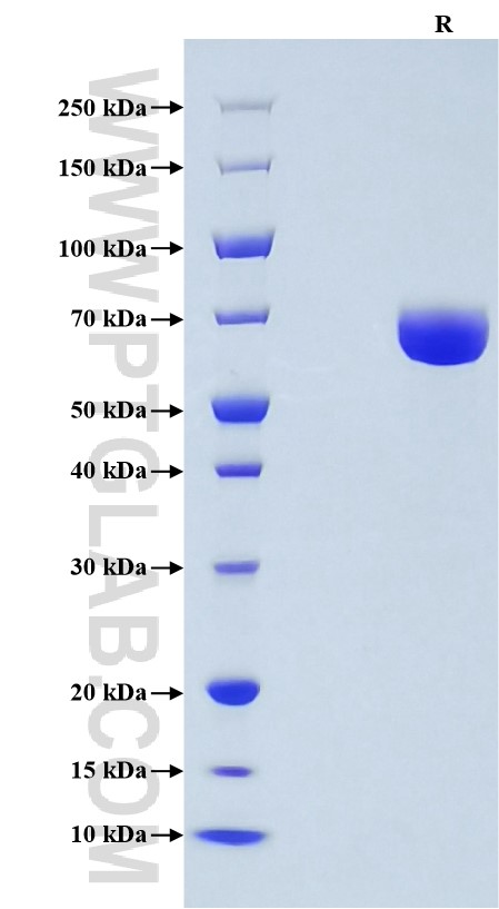 Purity of Recombinant Mouse IL-23 was determined by SDS-PAGE. The protein was resolved in an SDS-PAGE in reducing (R) conditions and stained using Coomassie blue.