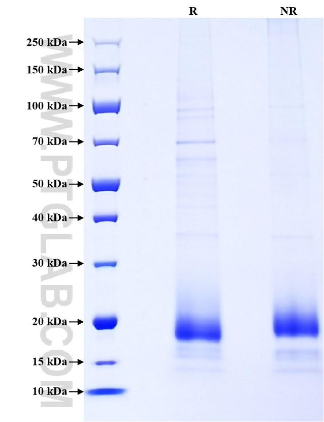 Purity of Recombinant Mouse CCL24 was determined by SDS-PAGE. The protein was resolved in an SDS-PAGE in reducing (R) and non-reducing (NR) conditions and stained using Coomassie blue. Purity of Recombinant Mouse CCL24 was determined by SDS-PAGE. The protein was resolved in an SDS-PAGE in reducing (R) and non-reducing (NR) conditions and stained using Coomassie blue.