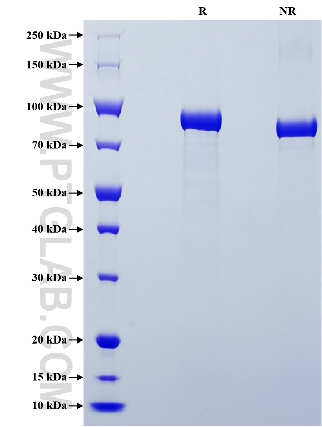 Purity of Recombinant Mouse Myeloperoxidase was determined by SDS-PAGE. The protein was resolved in an SDS-PAGE in reducing (R) and non-reducing (NR) conditions and stained using Coomassie blue.