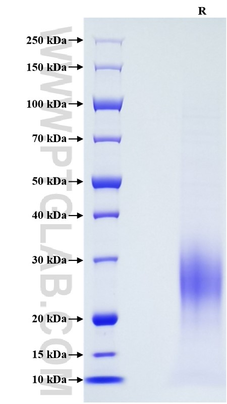 Purity of Recombinant Human TREM2 was determined by SDS-PAGE. The protein was resolved in an SDS-PAGE in reducing (R) conditions and stained using Coomassie blue.