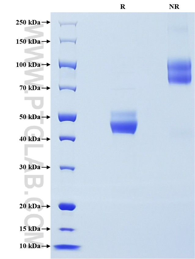 Purity of Recombinant Human TIGIT was determined by SDS-PAGE. The protein was resolved in an SDS-PAGE in reducing (R) and non-reducing (NR) conditions and stained using Coomassie blue.