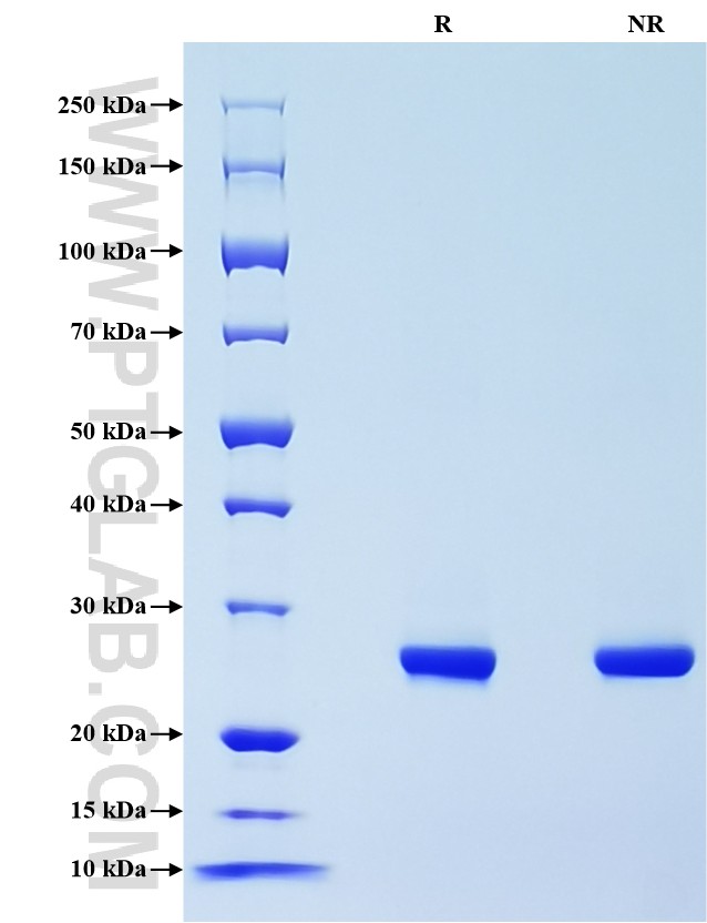 Purity of Recombinant Human APOA1 was determined by SDS-PAGE. The protein was resolved in an SDS-PAGE in reducing (R) and non-reducing (NR) conditions and stained using Coomassie blue.