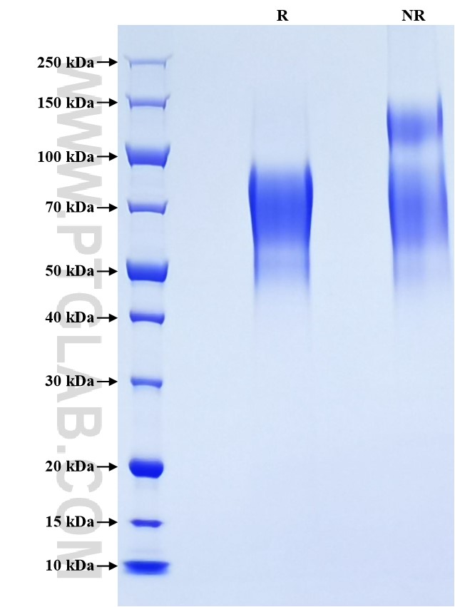 Purity of Recombinant Mouse CD68 was determined by SDS-PAGE. The protein was resolved in an SDS-PAGE in reducing (R) and non-reducing (NR) conditions and stained using Coomassie blue.
