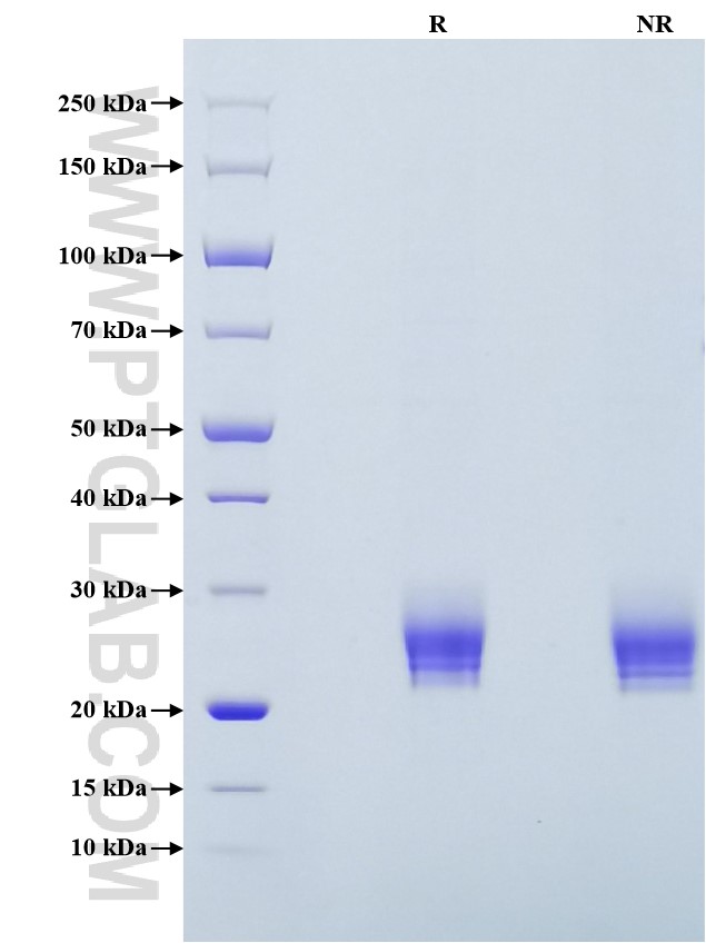 Purity of Recombinant Rat IL-6 was determined by SDS-PAGE. The protein was resolved in an SDS-PAGE in reducing (R) and non-reducing (NR) conditions and stained using Coomassie blue.