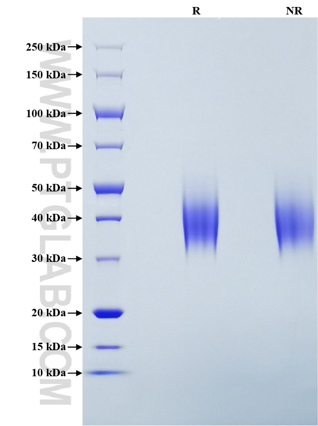 Purity of Recombinant Mouse CD86 was determined by SDS-PAGE. The protein was resolved in an SDS-PAGE in reducing (R) and non-reducing (NR) conditions and stained using Coomassie blue.