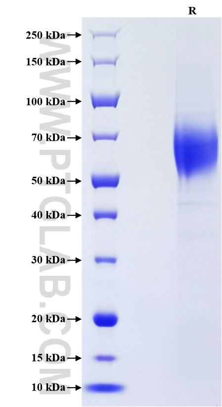 Purity of Recombinant Mouse IL-23R was determined by SDS-PAGE. The protein was resolved in an SDS-PAGE in reducing (R) conditions and stained using Coomassie blue.
