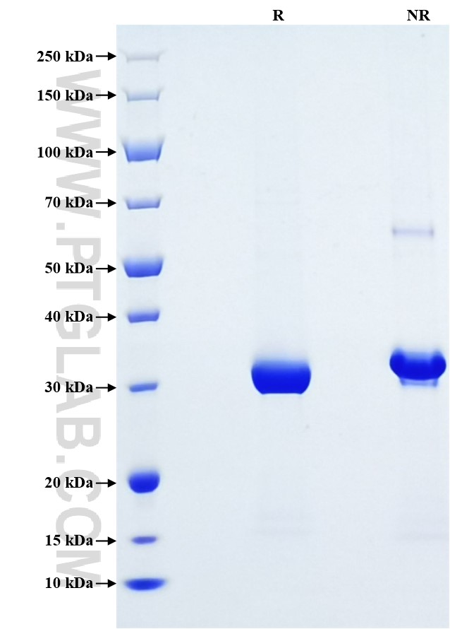 Purity of Recombinant Human IGFBP-2 was determined by SDS-PAGE. The protein was resolved in an SDS-PAGE in reducing (R) and non-reducing (NR) conditions and stained using Coomassie blue.