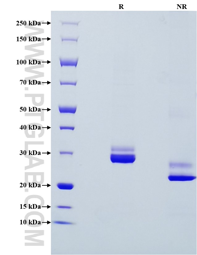 Purity of Recombinant Human IGFBP-4 was determined by SDS-PAGE. The protein was resolved in an SDS-PAGE in reducing (R) and non-reducing (NR) conditions and stained using Coomassie blue.