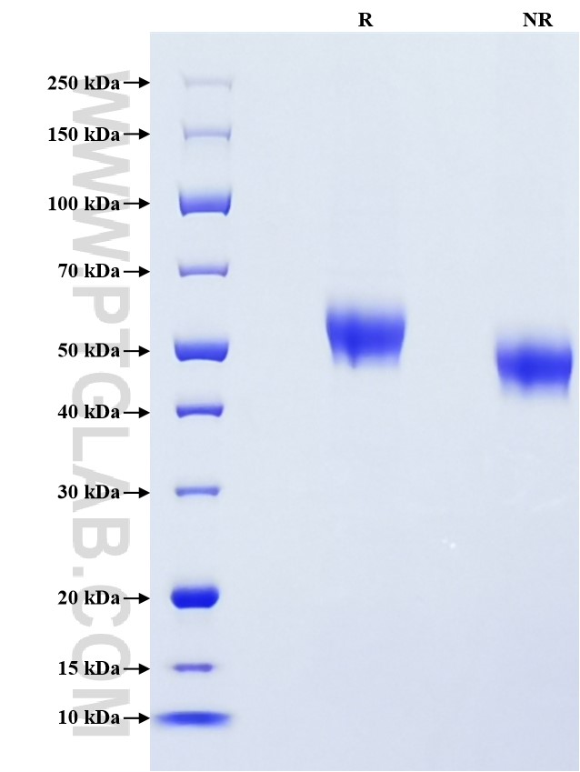 Purity of Recombinant Human IL-1RAP was determined by SDS-PAGE. The protein was resolved in an SDS-PAGE in reducing (R) and non-reducing (NR) conditions and stained using Coomassie blue.