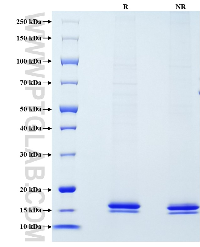 Purity of Recombinant Human IL2 was determined by SDS-PAGE. The protein was resolved in an SDS-PAGE in reducing (R) and non-reducing (NR) conditions and stained using Coomassie blue.