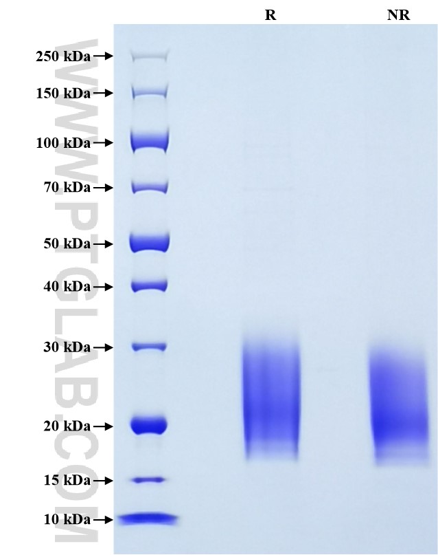 Purity of Recombinant Human IL-3 was determined by SDS-PAGE. The protein was resolved in an SDS-PAGE in reducing (R) and non-reducing (NR) conditions and stained using Coomassie blue.