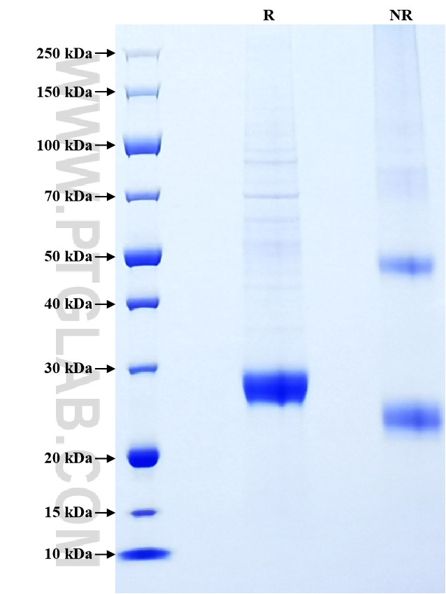 Purity of Recombinant Human ULBP1 was determined by SDS-PAGE. The protein was resolved in an SDS-PAGE in reducing (R) and non-reducing (NR) conditions and stained using Coomassie blue.