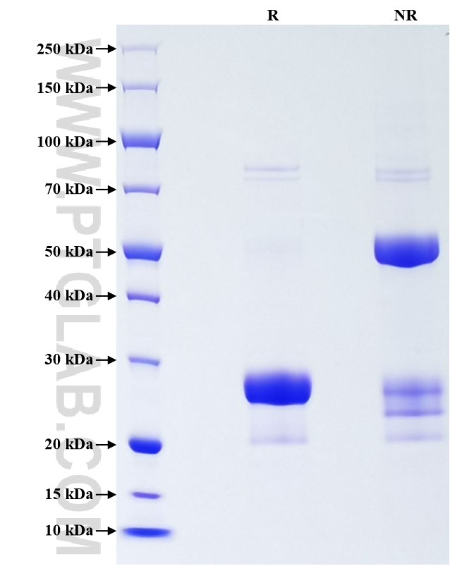 Purity of Recombinant Rat  Adiponectin was determined by SDS-PAGE. The protein was resolved in an SDS-PAGE in reducing (R) and non-reducing (NR) conditions and stained using Coomassie blue.