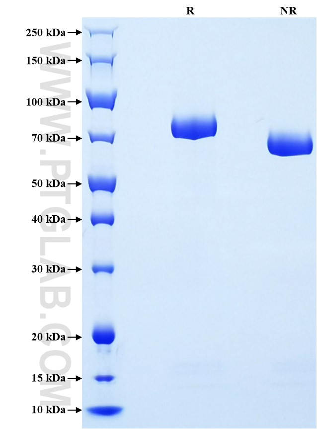 Purity of Recombinant Human Lactoferrin was determined by SDS-PAGE. The protein was resolved in an SDS-PAGE in reducing (R) and non-reducing (NR) conditions and stained using Coomassie blue.