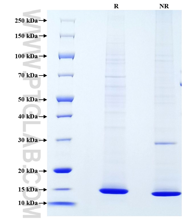Purity of Recombinant Rat Leptin was determined by SDS-PAGE. The protein was resolved in an SDS-PAGE in reducing (R) and non-reducing (NR) conditions and stained using Coomassie blue.